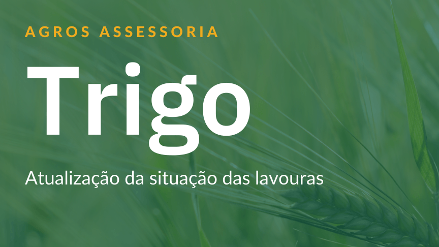 Trigo